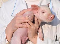 Xenotransplantation comes closer to reality in pigs