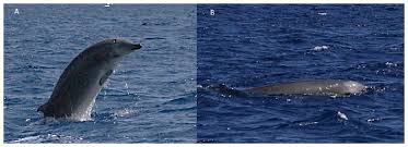 A rare Trues Beaked Whales breach caught on camera