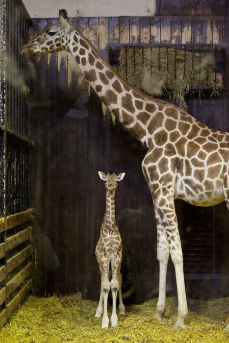 April the giraffe delivers a precious baby boy