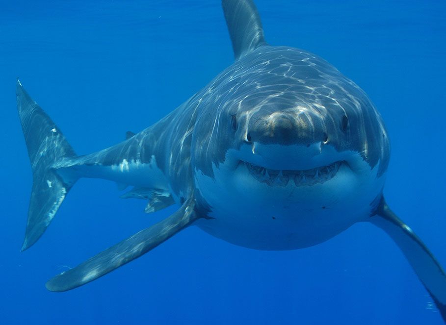 Australian man attacked by shark