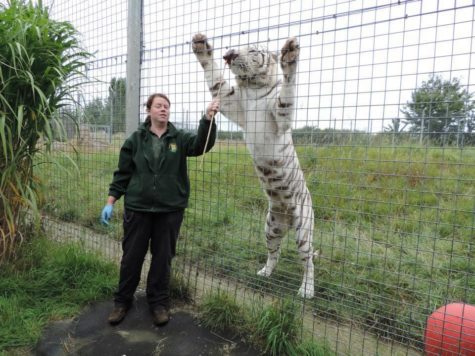 A Bengal tiger mauls zookeeper