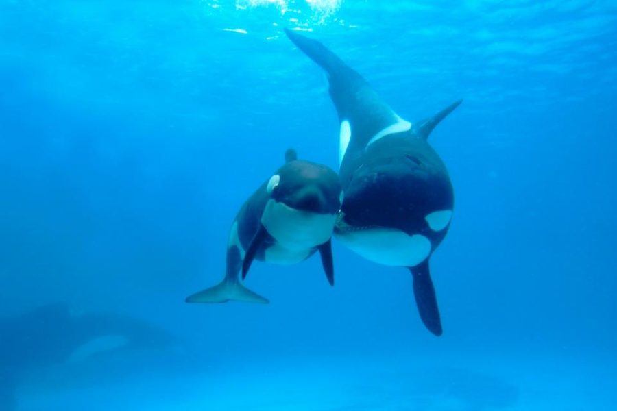 Captive+orcas+given+a+new+chance+at+life