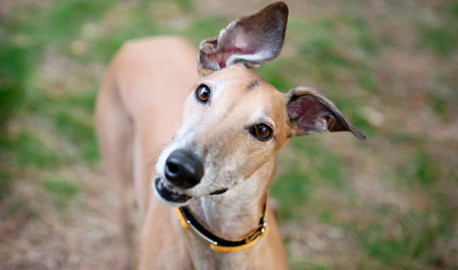 What happens to greyhounds after their racing careers end?