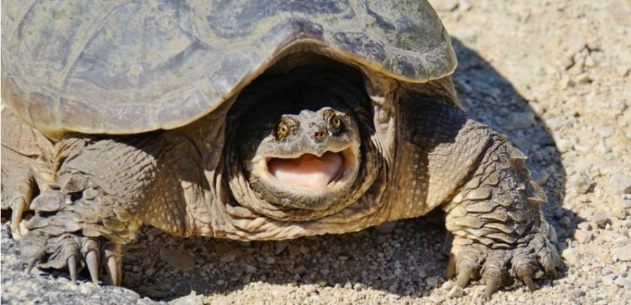 Authorities-Seize-Euthanize-Snapping-Turtle-Who-Was-Fed-Puppy-By-Idaho-Teacher-Robert-Crosland