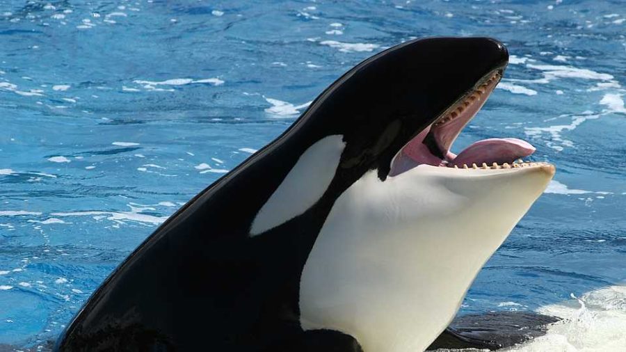 A killer whale has been taught to speak human words through her blowhole