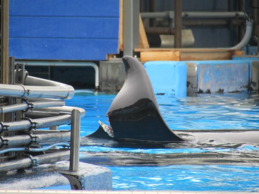 Katina, the orca, injured in an act of aggression