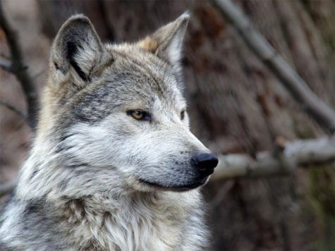 Changes to endangered species law anticipated