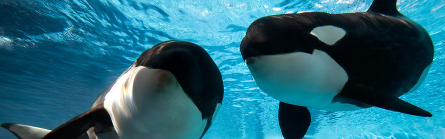 A public letter to the San Diego community ignores the truth about SeaWorld