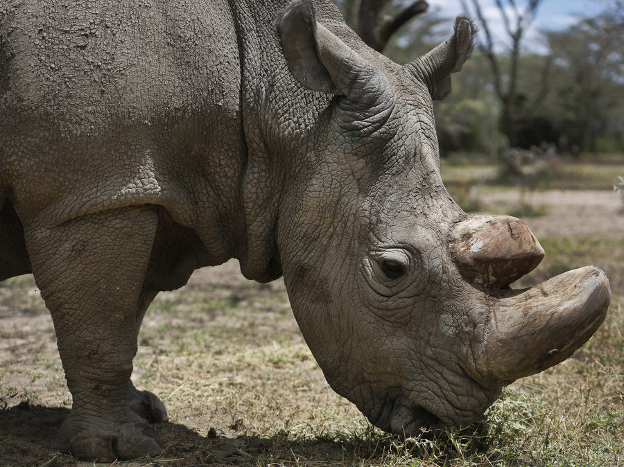Last male white rhino dies