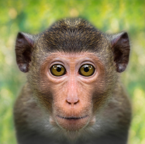 Monkey kidnaps baby