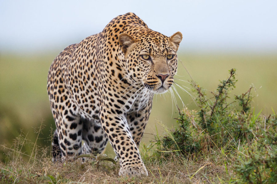 Leopard hunting in savannah

Credit: Getty