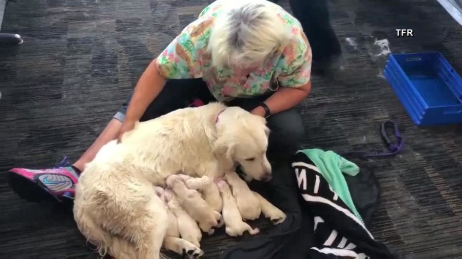 Service dog gives birth in airport