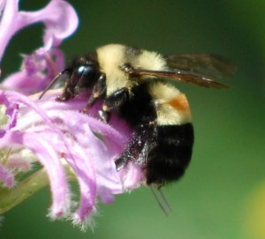 Another bee species is added to the endangered species list