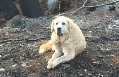A loyal pet awaits her evacuated owner’s return