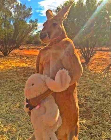 Iconic kangaroo passes away