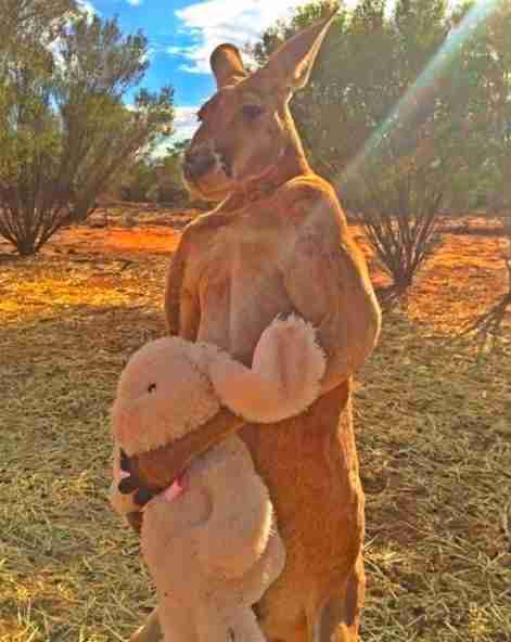 Iconic kangaroo passes away