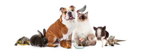 The argument for animal rights