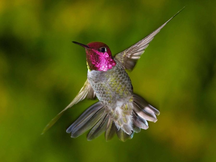 Le Colibri Veut (The Hummingbird Wants)