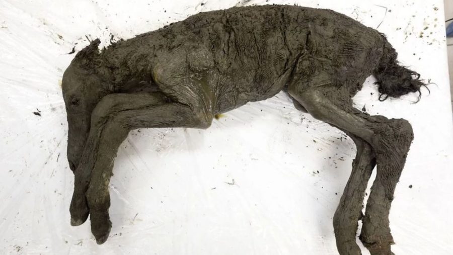 Forty-two thousand year old horse unearthed