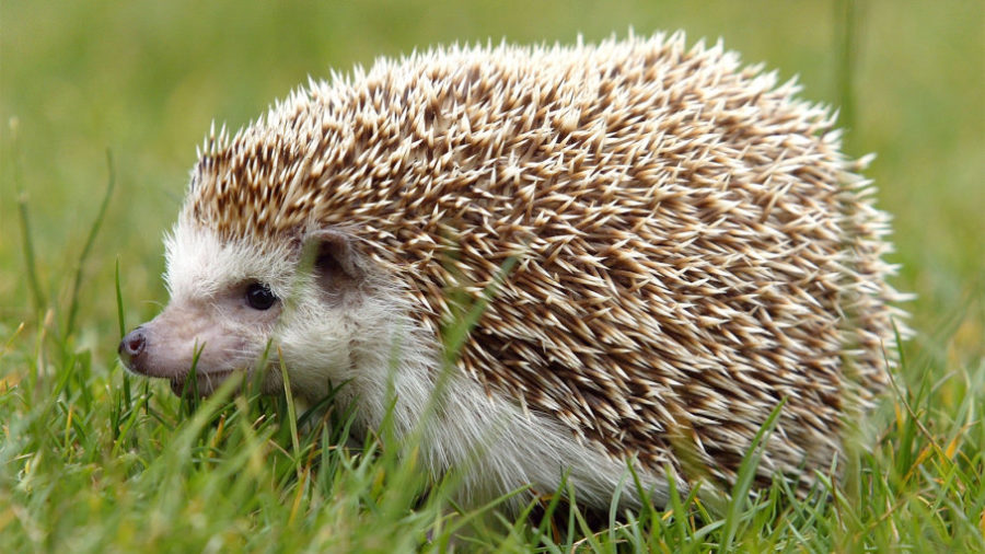 Learning about hedgehogs