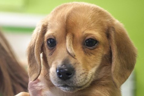 Cute puppy has an extra tail — on his forehead!