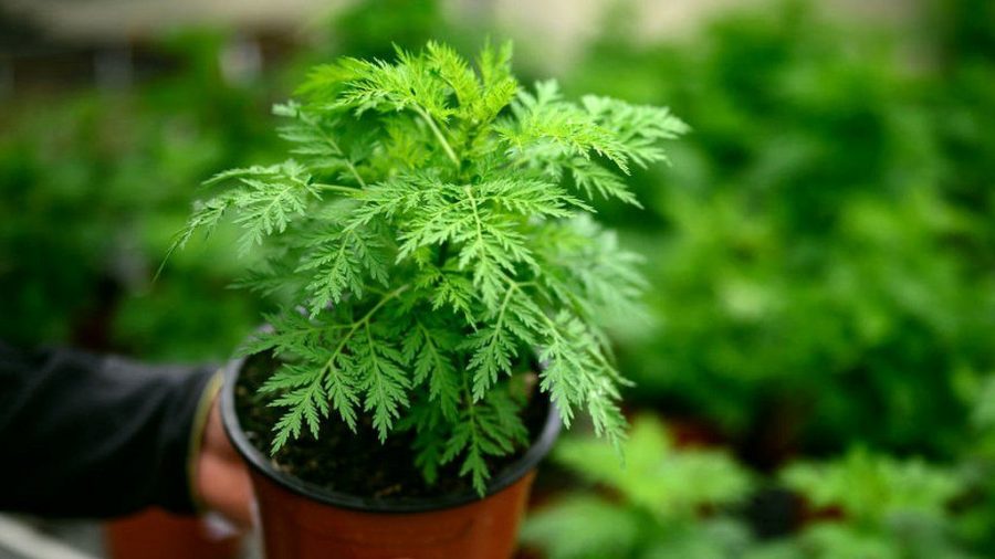 Is the artemisia plant the hope of the world?