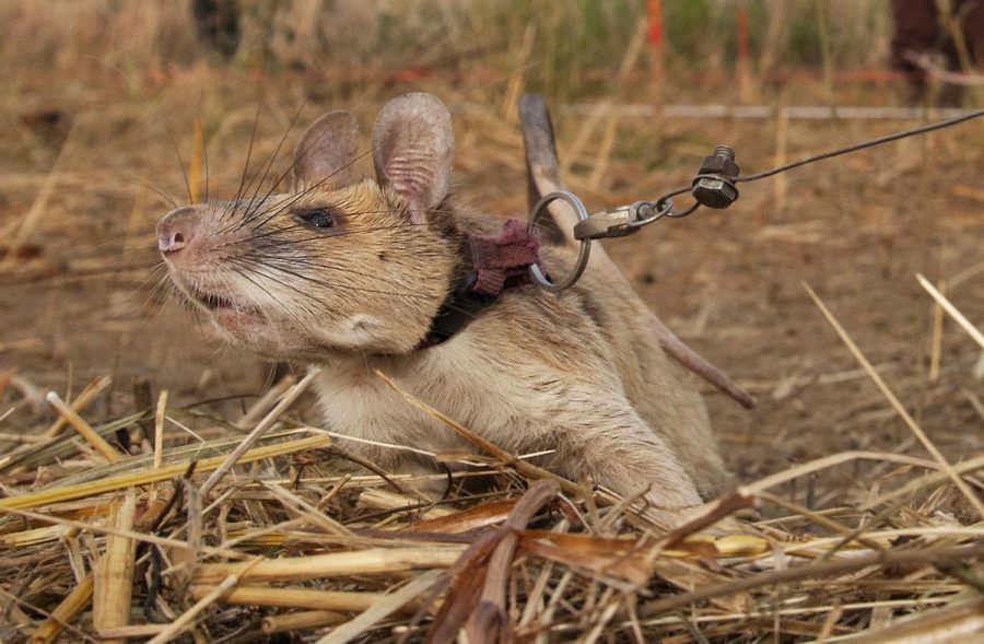 Magawa, the mine-detecting rat, awarded prestigious animal award