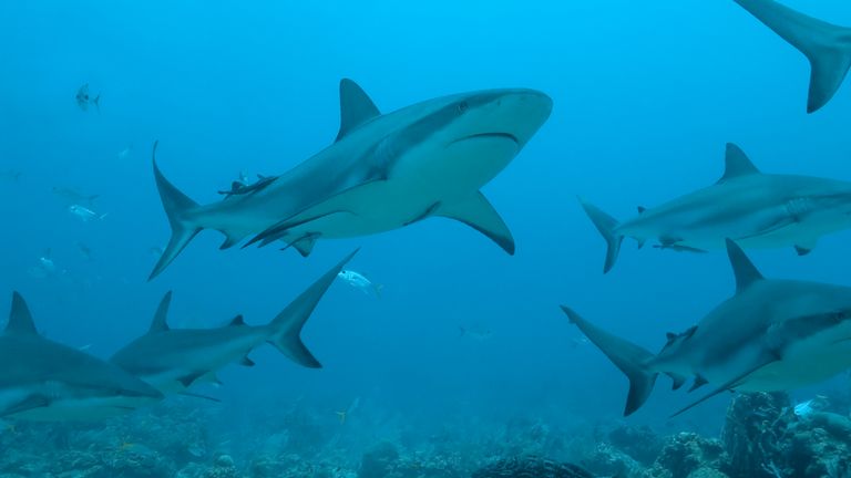 Half a million sharks could be killed for a Covid-19 vaccine