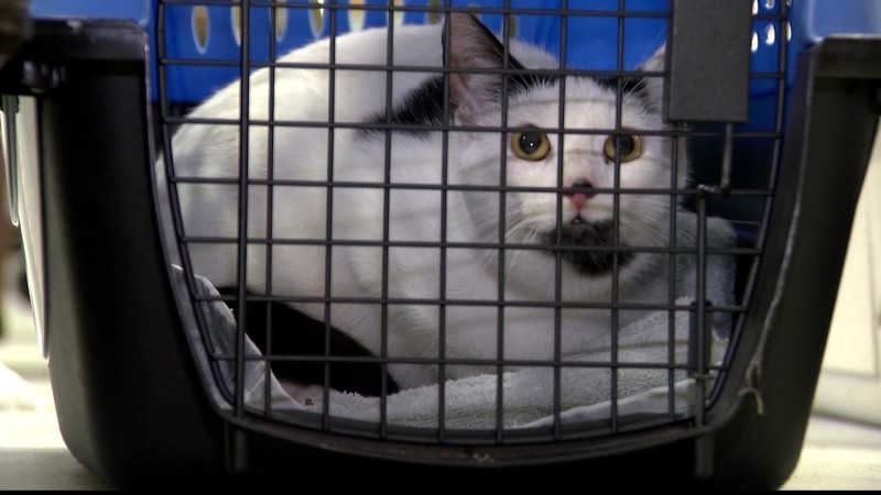 Family found with 106 cats in their Connecticut home